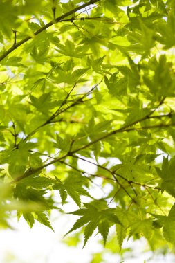 yaprakları arka plan