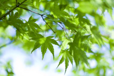 yaprakları arka plan