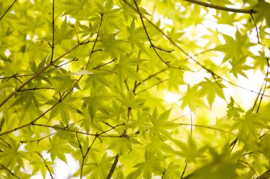 yaprakları arka plan