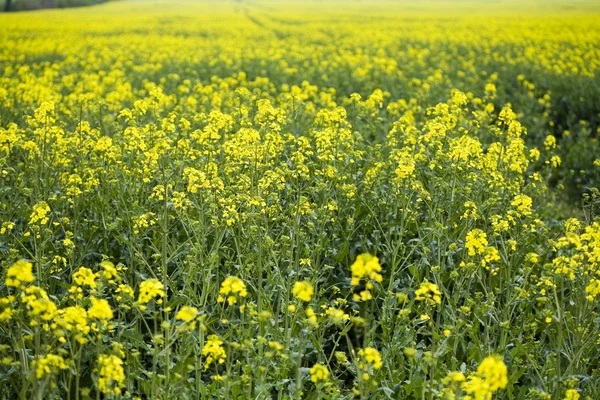 Campo de canola —  Fotos de Stock