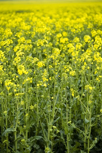 Campo di colza — Foto Stock