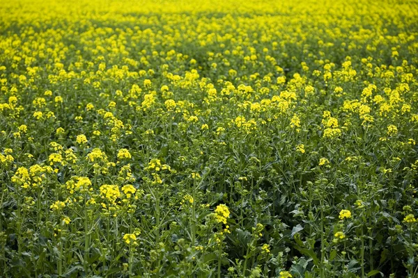 Campo di colza — Foto Stock