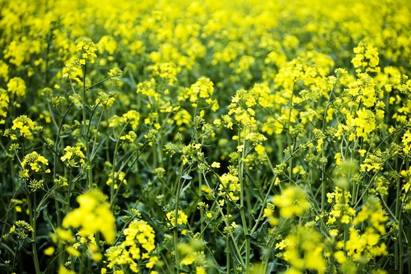 Campo de canola —  Fotos de Stock