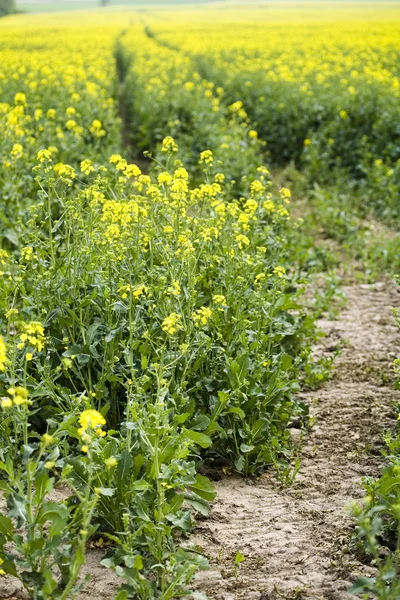 Campo di colza — Foto Stock