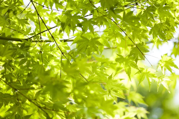 Leaves background — Stock Photo, Image