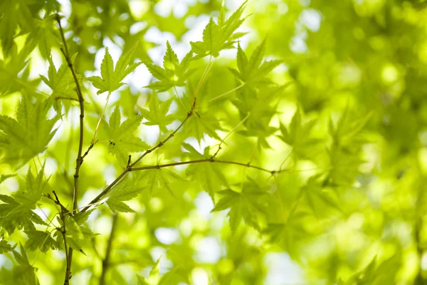 Leaves background — Stock Photo, Image