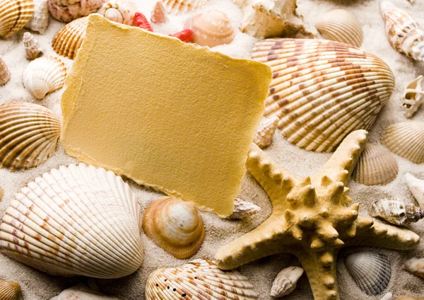 Paper background and seashell — Stock Photo, Image