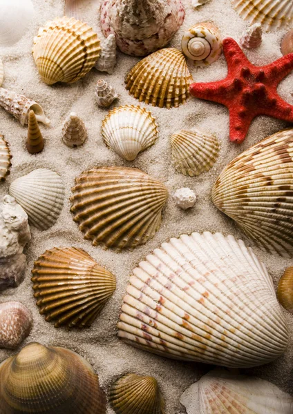 Shells — Stock Photo, Image