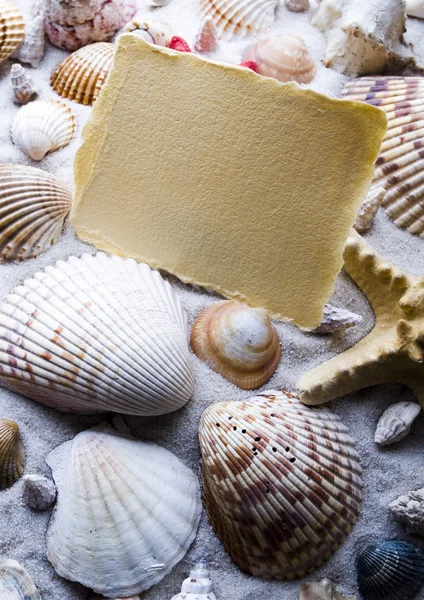 Paper background and seashell — Stock Photo, Image
