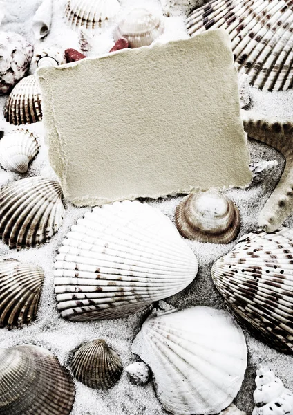 Papper bakgrund och seashell — Stockfoto