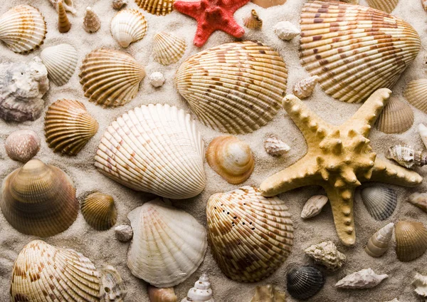 Shells — Stock Photo, Image