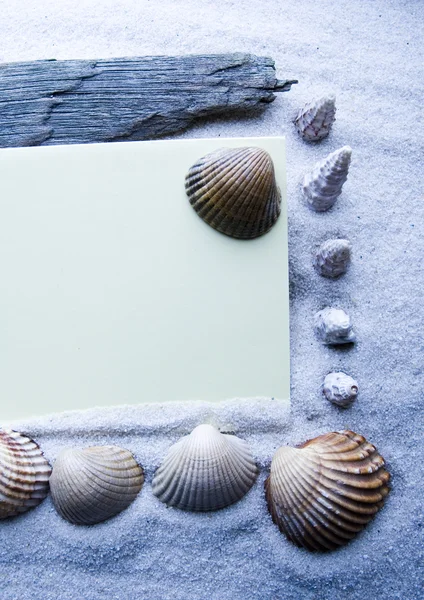 Shells frame — Stock Photo, Image