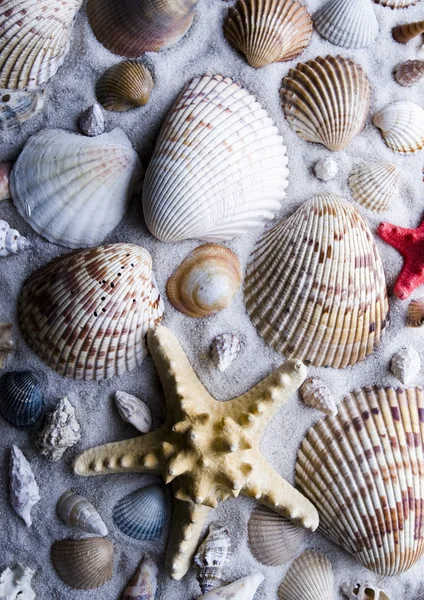 Shells — Stock Photo, Image