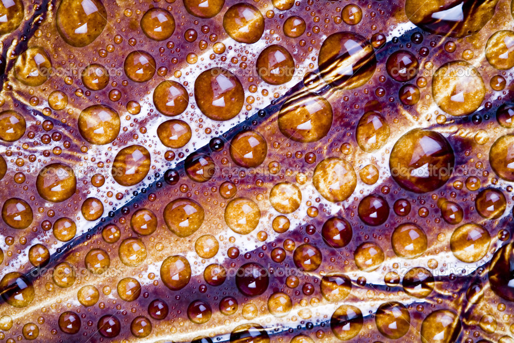 Water drops & Leather Stock Photo by ©JanPietruszka 30754107