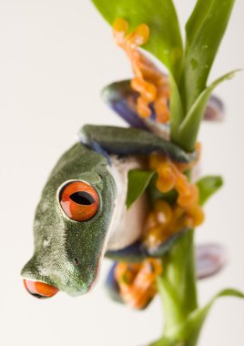 Kurbağa yeşil dalı