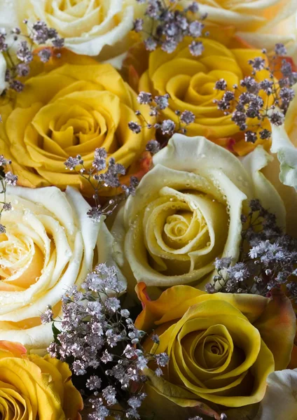 Romantic roses — Stock Photo, Image