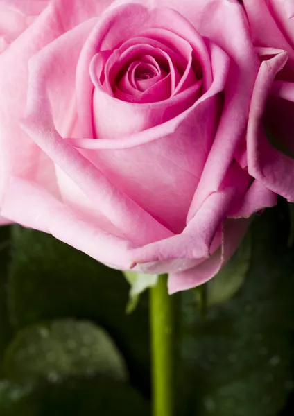 Rosa blomma — Stockfoto