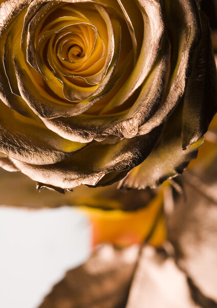 Золотая роза
