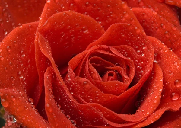 Wet rose — Stock Photo, Image