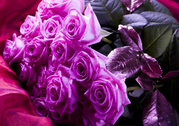 Beautiful roses — Stock Photo, Image