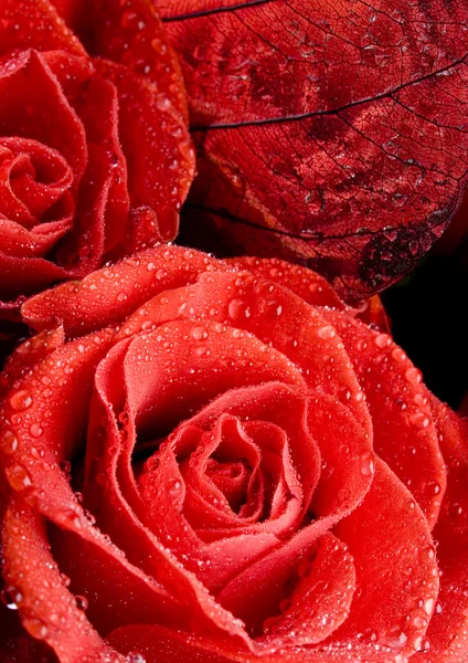 Red roses — Stock Photo, Image