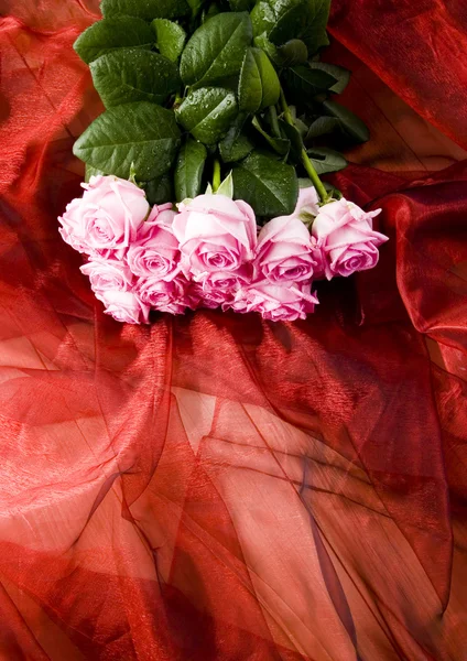 Lindas rosas — Fotografia de Stock