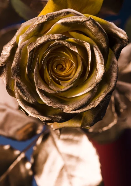 Gold rose — Stock Photo, Image