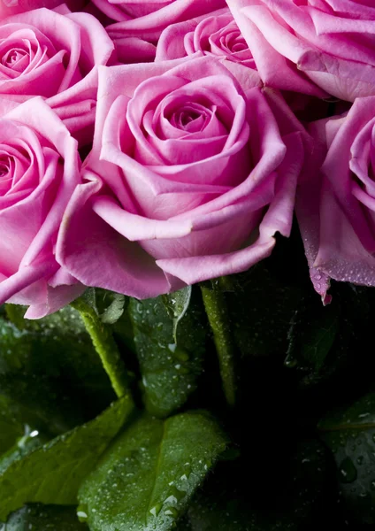 Pink roses — Stock Photo, Image