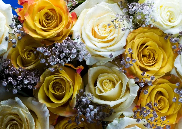 Rosas románticas — Foto de Stock