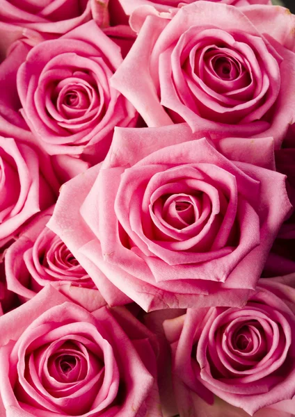 Roze rozen — Stockfoto