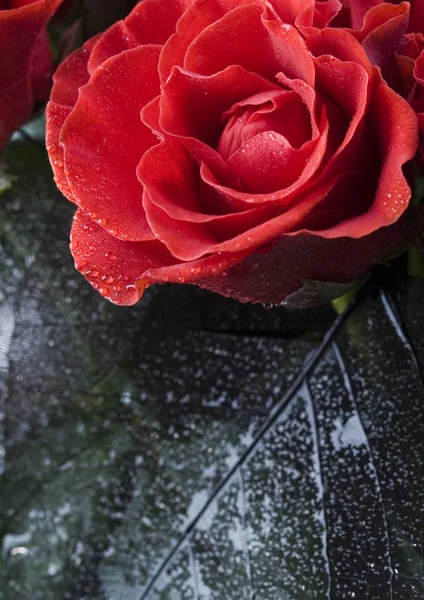 Beautiful rose — Stock Photo, Image