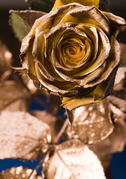 Gold rose — Stock Photo, Image