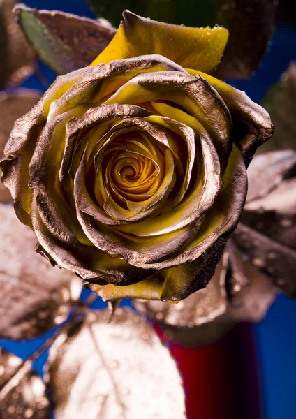 Gold rose — Stock Photo, Image