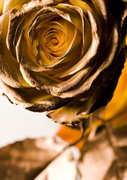 Rose d'or — Photo