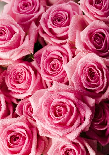 Rosas rosadas — Foto de Stock