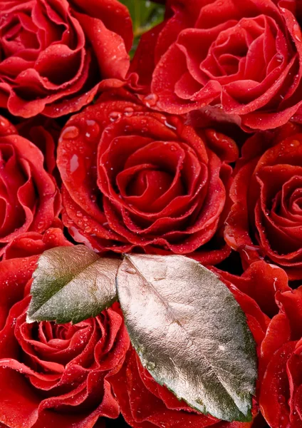 Red roses with leaves — Stock Photo, Image