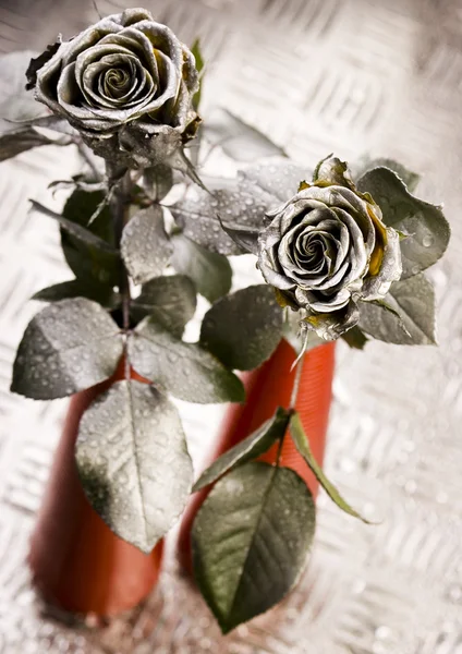 Silver roses — Stock Photo, Image