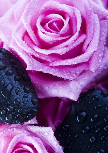 Wet roses — Stock Photo, Image