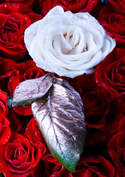 White rose & red petals — Stock Photo, Image