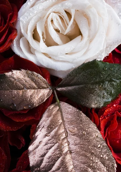 Białe płatki róży idealna czerwony — Zdjęcie stockowe