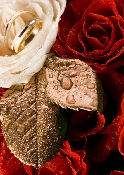 White rose with wedding rings — Stock Photo, Image