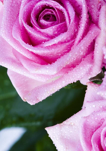 Pink flower — Stock Photo, Image