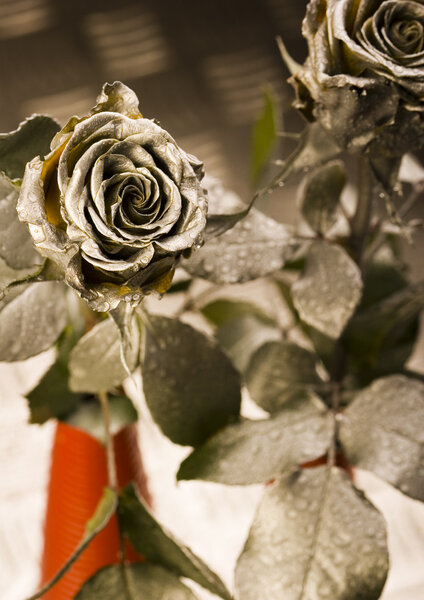 Серебряные розы
