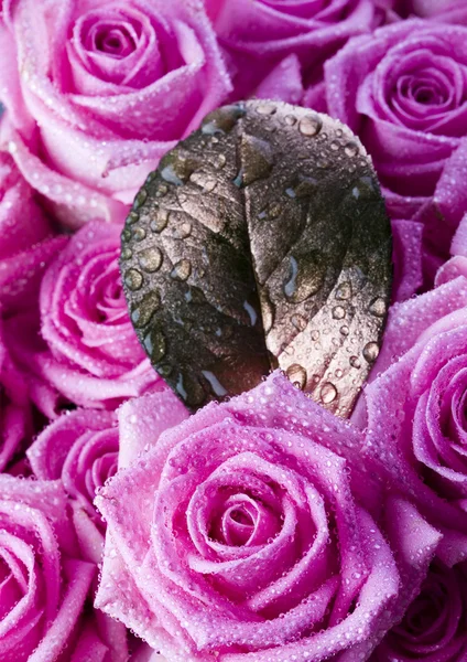 Roses and leaf — Stock Photo, Image