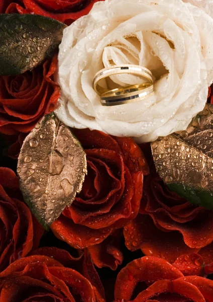 White rose with wedding rings — Stock Photo, Image