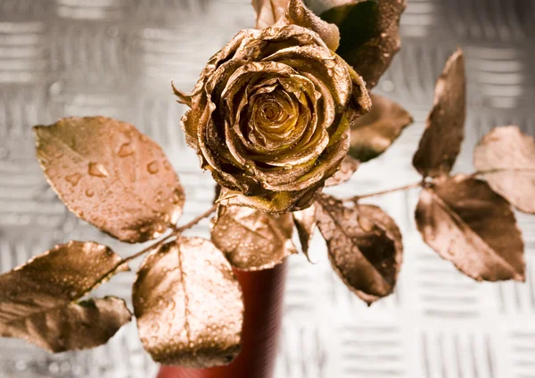 Gold rose — Stock Photo, Image