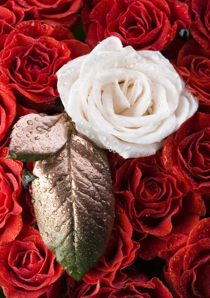 Weiße Rose & rote Blütenblätter — Stockfoto