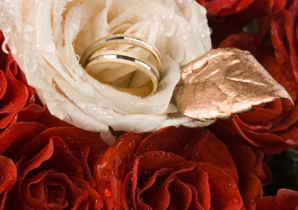 Rosa branca com anéis de casamento — Fotografia de Stock
