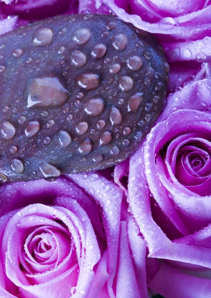 Wet roses — Stock Photo, Image