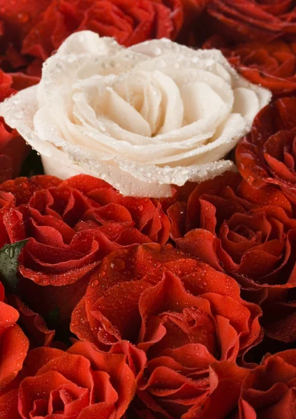 Rosa blanca y pétalos rojos — Foto de Stock